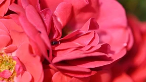 Im Beet mit Heidi Klum