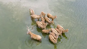 Milu-Hirsche im Nationalen Naturreservat Dafeng Milu in der ostchinesischen Provinz Jiangsu. Die Zahl der Tiere ist durch jahrzehntelange Schutzmaßnahmen auf mehr als 8500 gewachsen.