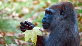 Spürhunde helfen beim Schutz bedrohter Gorillas