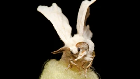 Wohin der Faden des Spinners reicht