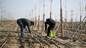 Klimaneutralität ist mit Wäldern unerreichbar