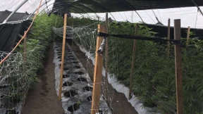 Sieben Tote auf illegaler Marihuana-Plantage