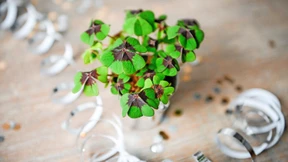 Nur gute Nachrichten