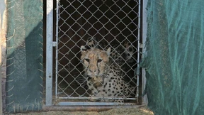 „Es geht hier im­merhin um eine bedrohte Tierart“