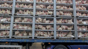 Keine Tiertransporte bei Hitze