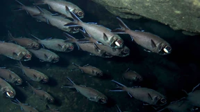 Synchronschwimmen mit Blinklicht
