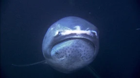 Haifische im Rampenlicht