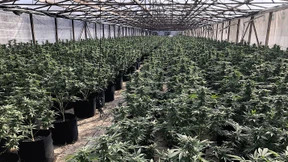 Marihuana-Plantage mit rund 1500 Pflanzen in Scheune in Bayern entdeckt