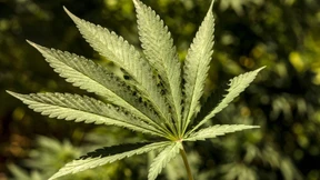 Cannabis an der Frankfurter Börse