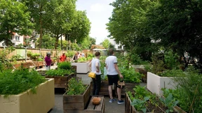 Nur Unkraut wächst von allein