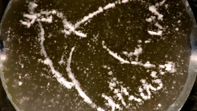 Eine Friedenstaube, gemalt mit Schall