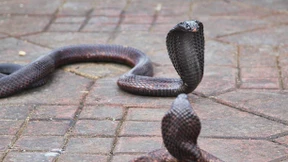 Mann tötet Ehefrau bei zweitem Versuch mit Giftschlange