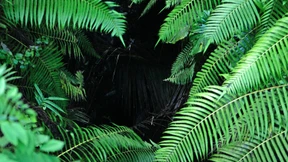 Willkommen im Dschungel