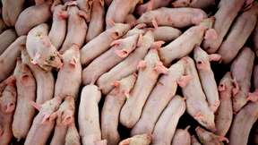 Amerikanische Schweine sind so dick wie nie