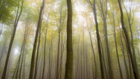 Der Wald als Rohstofflieferant