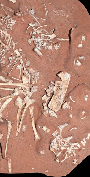 Ein zahnloser Allesfresser