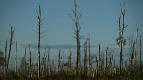 Jede dritte Art in Deutschland ist gefährdet