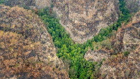 Australische Feuerwehr rettet Millionen Jahre alte Baumart vor Bränden