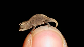 Das kleinste Reptil der Welt