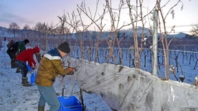 Eiskalt im Weinberg