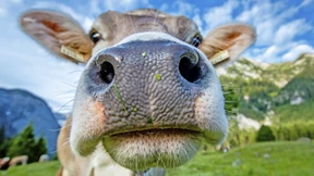 „Hafermilch ist keine Lösung“