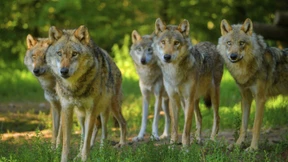 Die mit dem Wolf schmusen