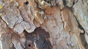 Weitere Platane mit Glyphosat vergiftet