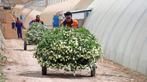 Rosen kommen jetzt aus Afrika