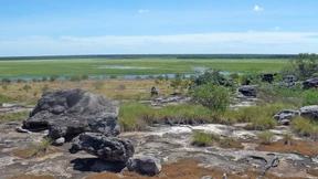 Grüne Ameisen schmecken wie Zitrone