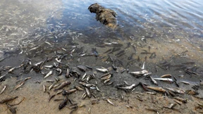 Mar Menor – zu Tode gedüngt? 