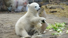 Eisbär-Baby hat nun einen Namen
