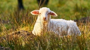 Kein Fressen ohne Moral