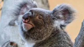 Gerettete Koalas werden in Freiheit entlassen