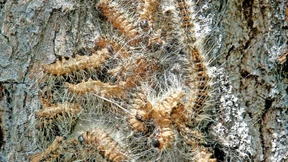 Gift gegen Spinner-Raupen