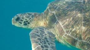 Den Darm voller Plastik