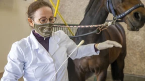 Tödliche Seuche unter Pferden