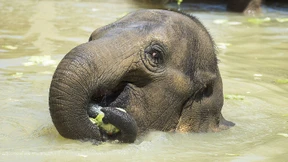Sydney erlebt den heißesten Tag seit 1939