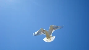 Und ewig lockt die Sirene