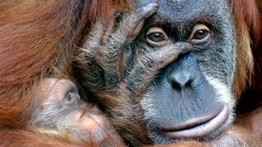 Sie haben ein Affengesicht!