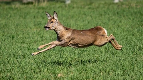 Schnellschuss für den Wald