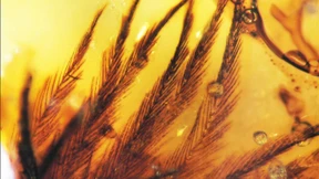 Der Beweis: Auch Dinos trugen bunte Federn