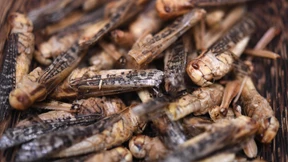 Anleitung für die Insektenpfanne