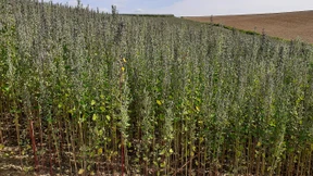 Superfood aus dem Odenwald