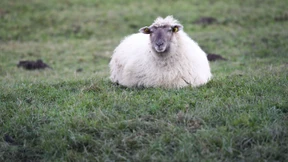 Schafschlächter auf frischer Tat ertappt