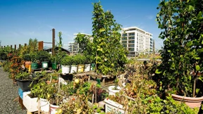 Tomatenstauden in Farbeimern