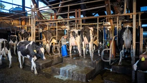 Landwirte in Deutschland halten immer weniger Vieh