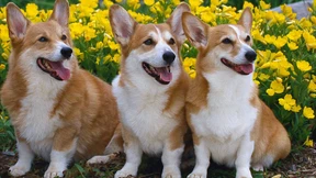 Wenn Hugo Boss Russlands Ehre rettet 