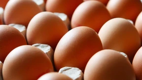 Weitere mit Fipronil belastete Eier entdeckt