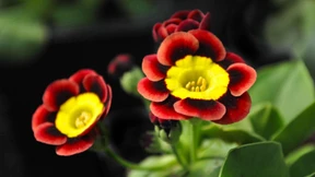 Primel mit Persönlichkeit