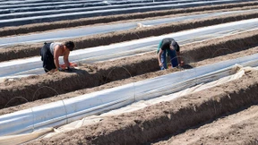Kontingent an ausländischen Erntehelfern zur Hälfte ausgeschöpft